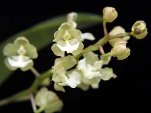 Bild von Oncidium aurosasinorum 3